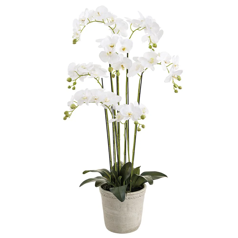 16 Inch Phalaenopsis Orchid Plant in Cement Planter White