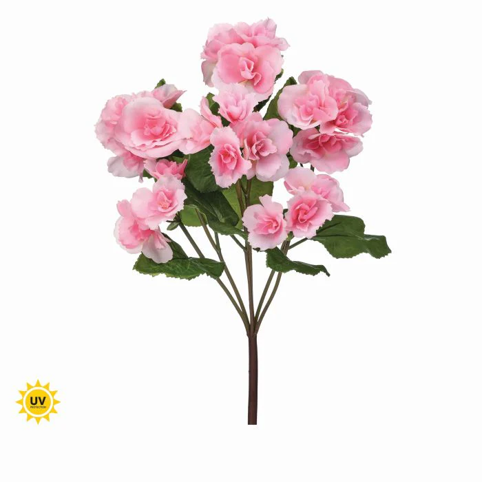 17" UV Summer Reiger Begonia Plant - Image 10
