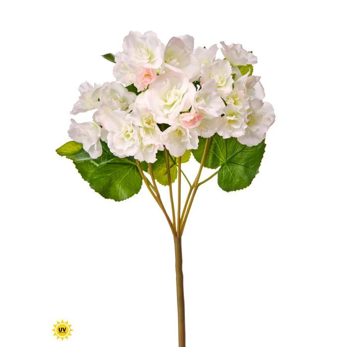 17" UV Summer Reiger Begonia Plant - Image 6