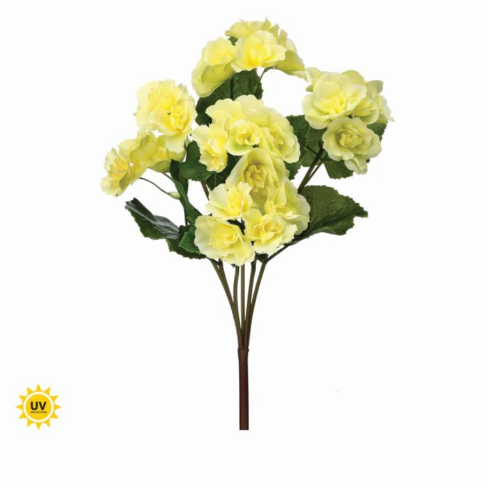 17" UV Summer Reiger Begonia Plant - Image 7