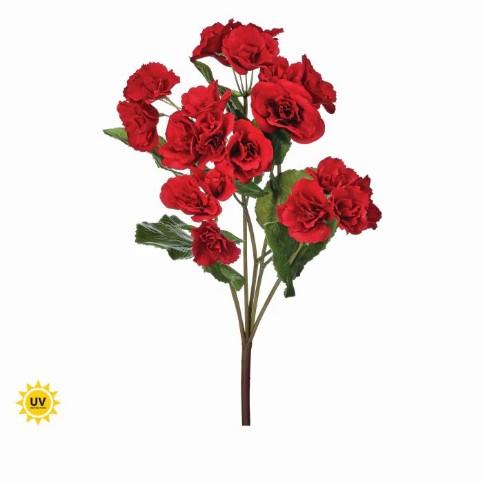 17" UV Summer Reiger Begonia Plant - Image 8