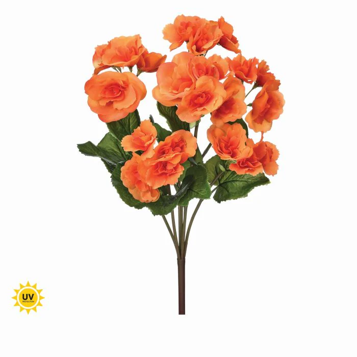 17" UV Summer Reiger Begonia Plant - Image 9