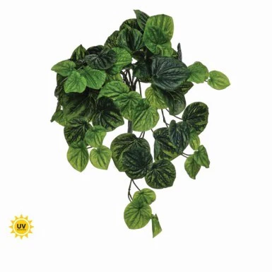 21" UV Hanging Peperomia Bush
