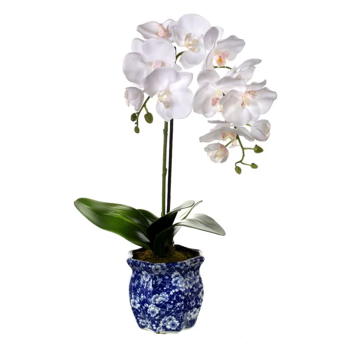 22” Phalaenopsis X2 in Ming Pot