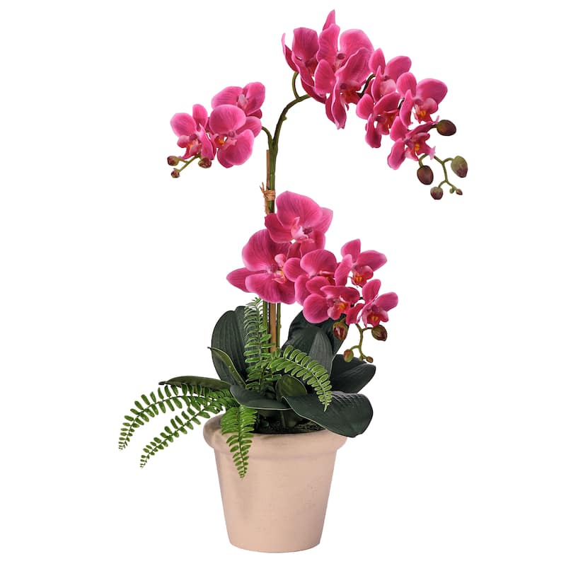 23" Phalaenopsis and Fern in Terracotta Pot