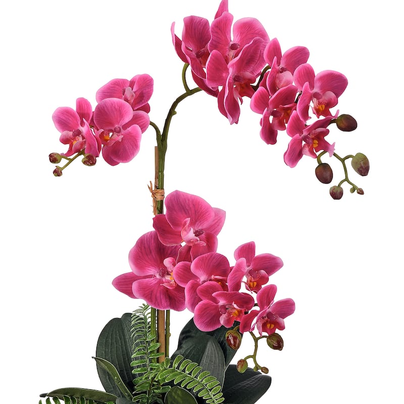 23" Phalaenopsis and Fern in Terracotta Pot - Image 2