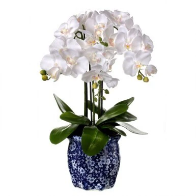23” Potted Phalaenopsis in Ming Pot
