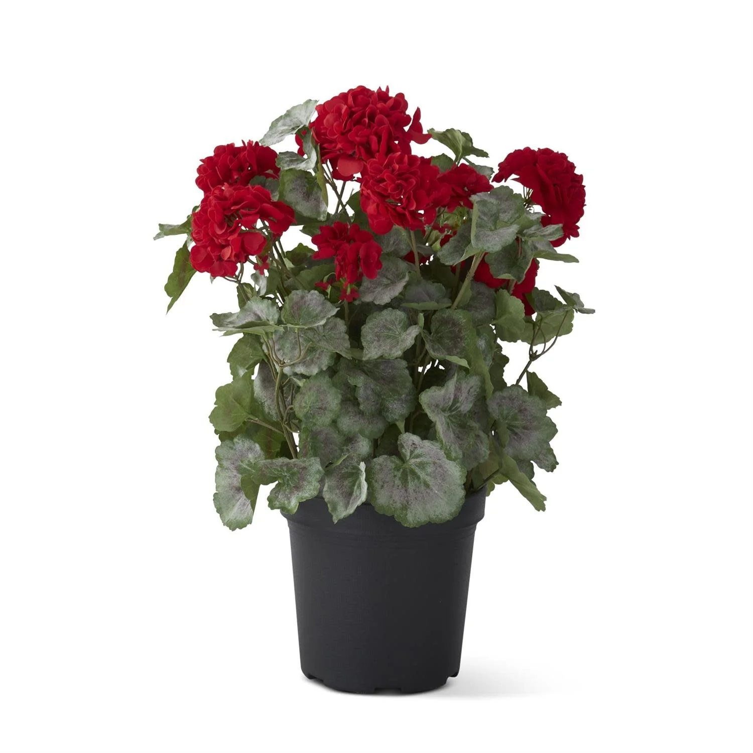 24 Inch Potted Geranium with Faux Dirt