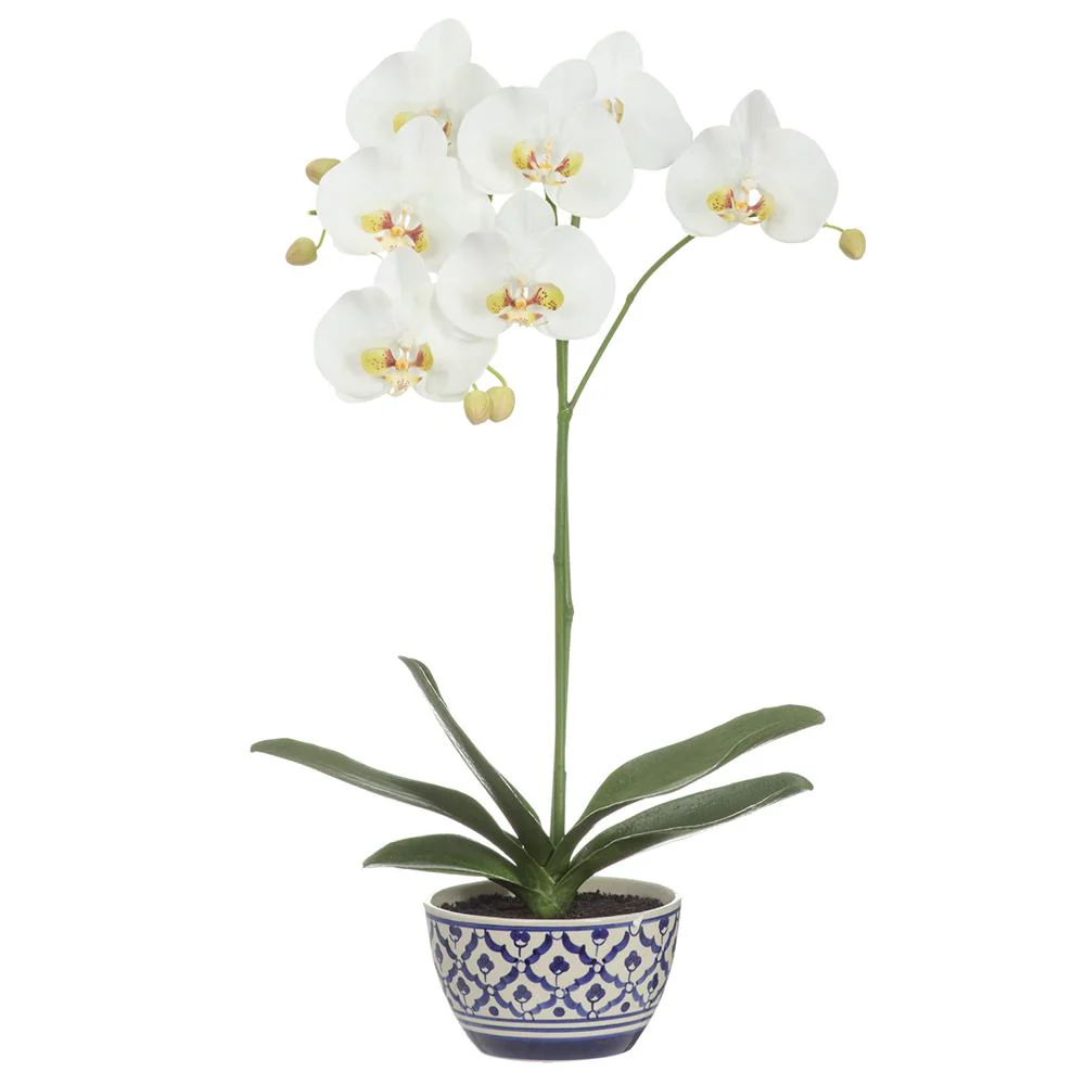 25 Inch Phalaenopsis Orchid Plant in Ceramic Vase Cream Green