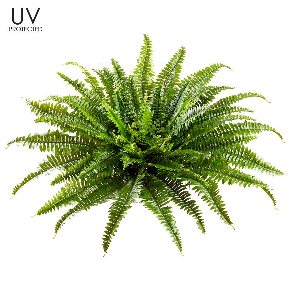 26" UV Protected Boston Fern Bush Green - Image 2