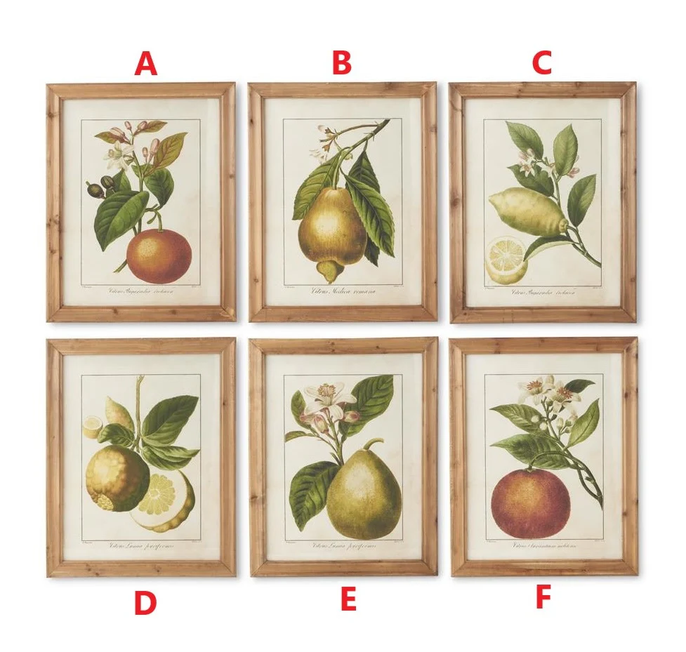 28 Inch Wood Framed Botanical Fruit Prints