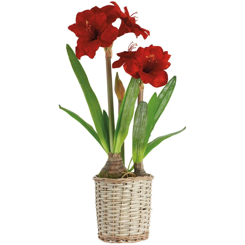 29" Velvet Amaryllis in Basket Red