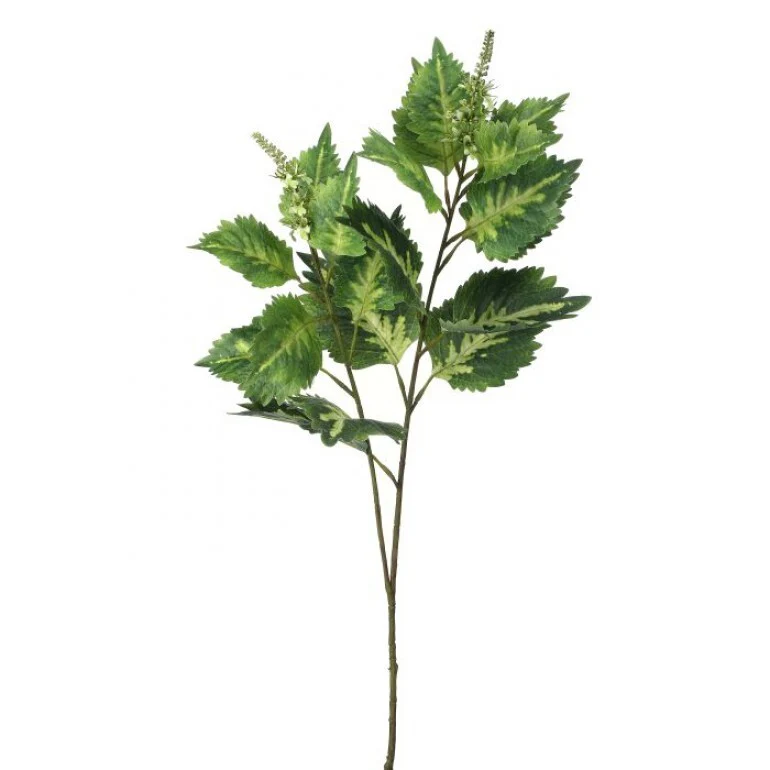 34" Garden Coleus Spray Green White