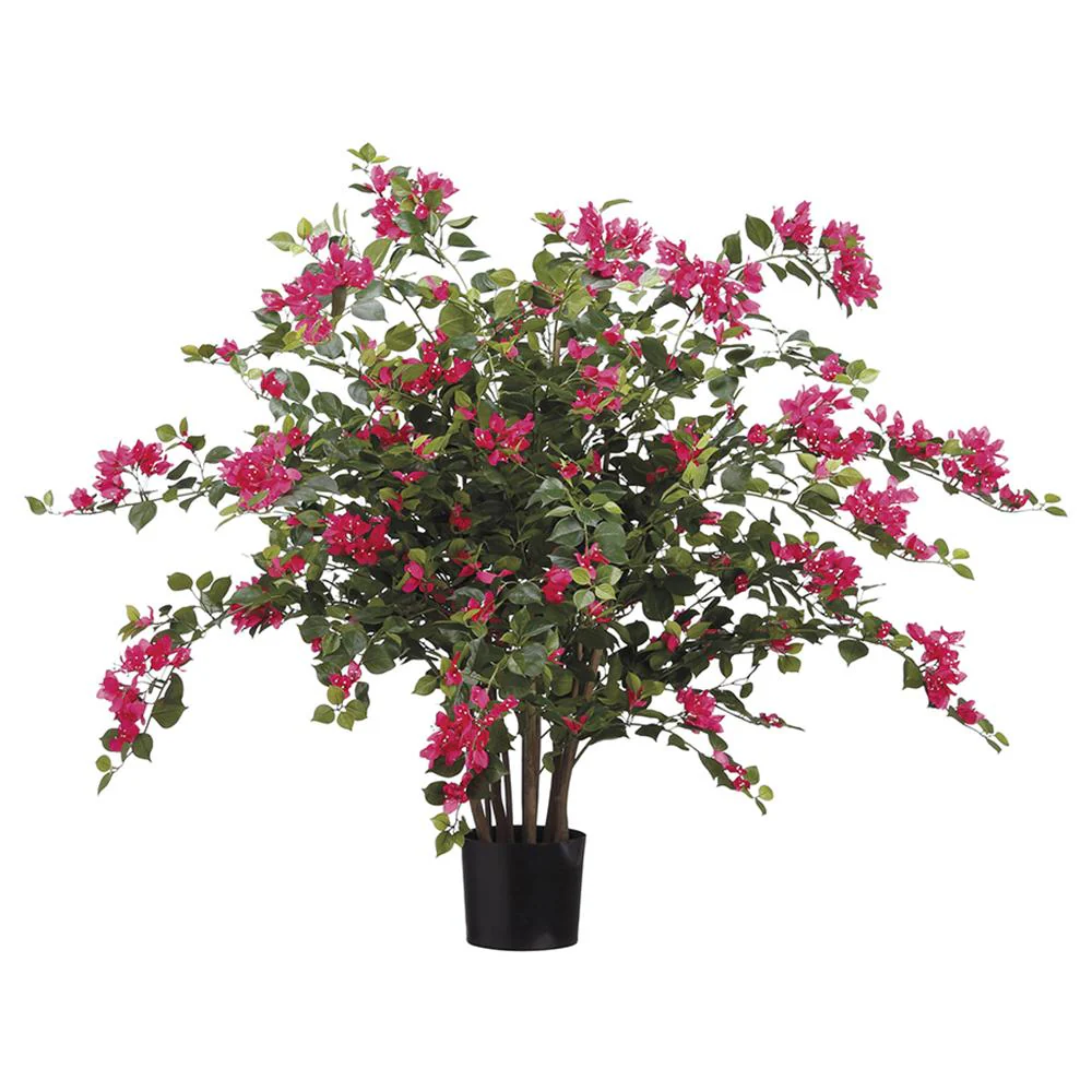 39" Bougainvillea Plant in Pot Beauty