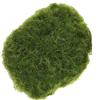 5" Moss Balls - Sold Individually