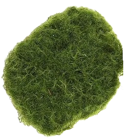 5" Moss Balls - Sold Individually - Image 3