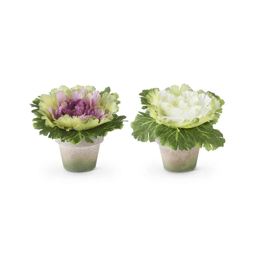 6 Inch Cabbages in Pot