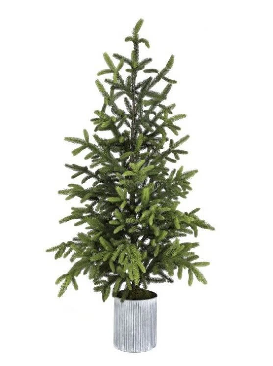 60" Potted Norway Spruce Tree