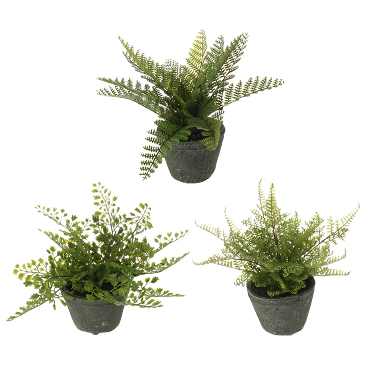 8" FERN IN SMALL POT