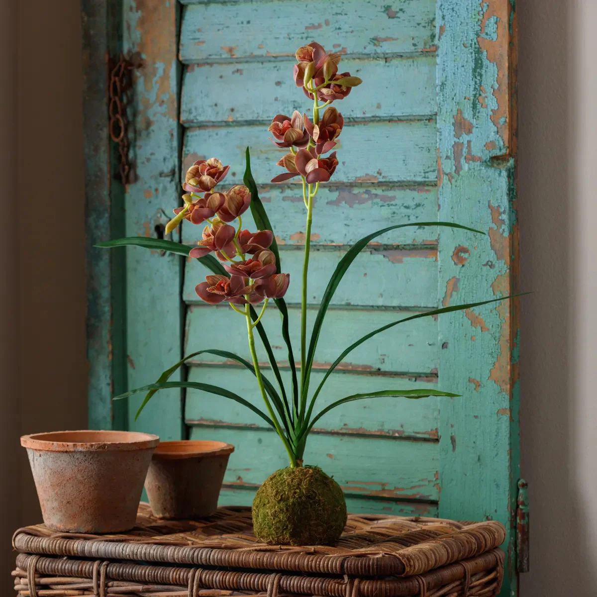 Cymbidium In Moss Ball - Image 2