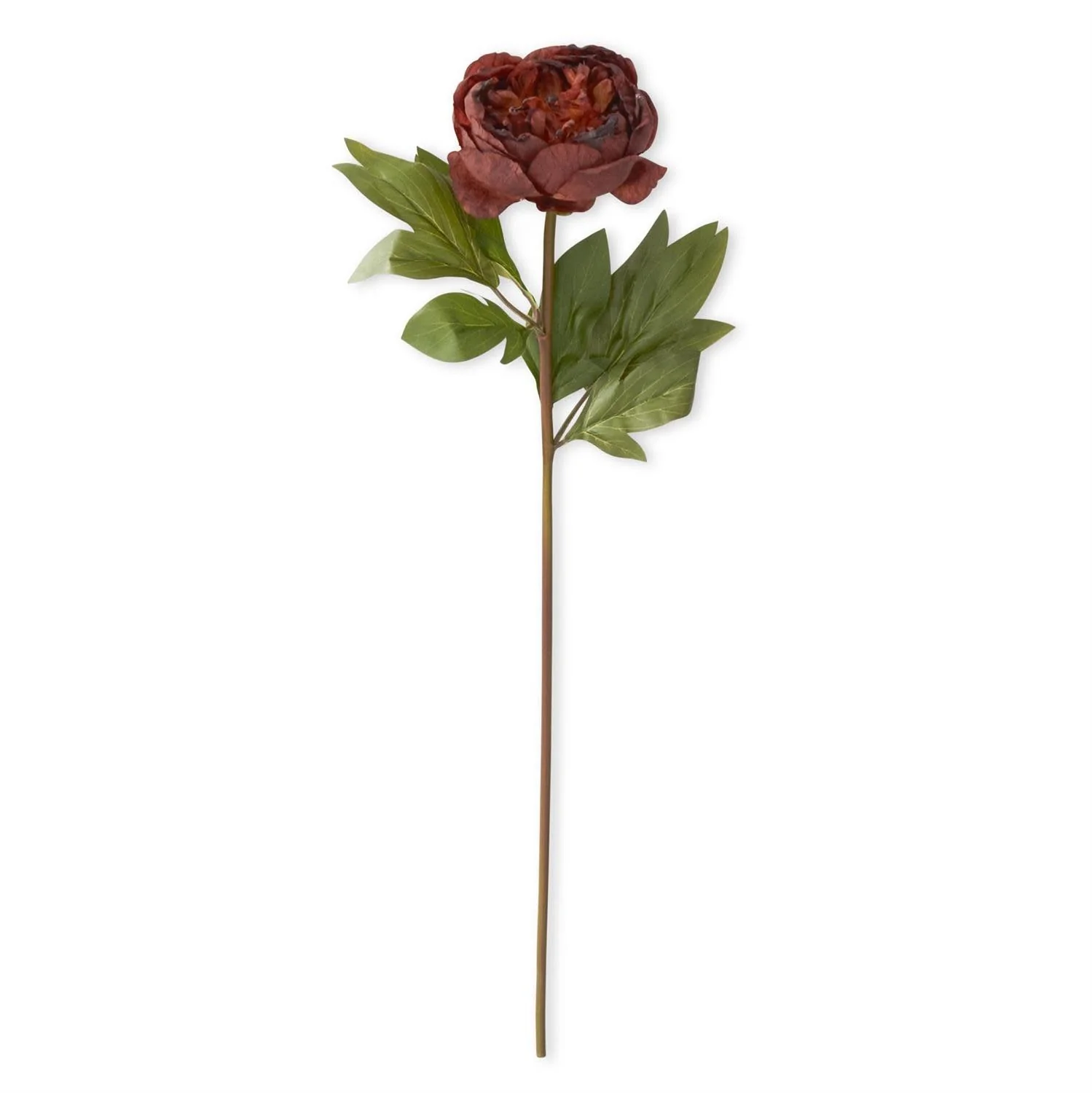 Faux Dried Peony Stem - Image 5