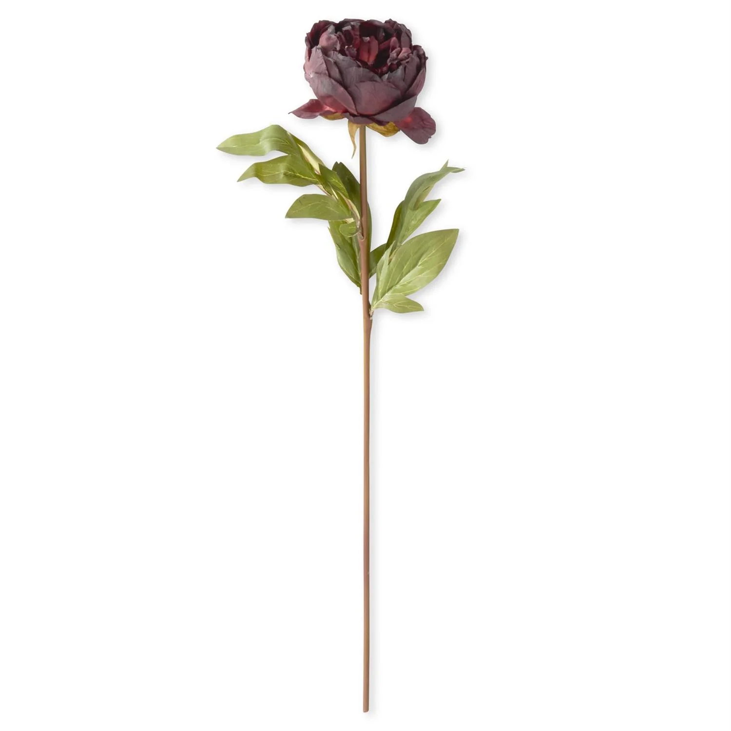 Faux Dried Peony Stem - Image 7