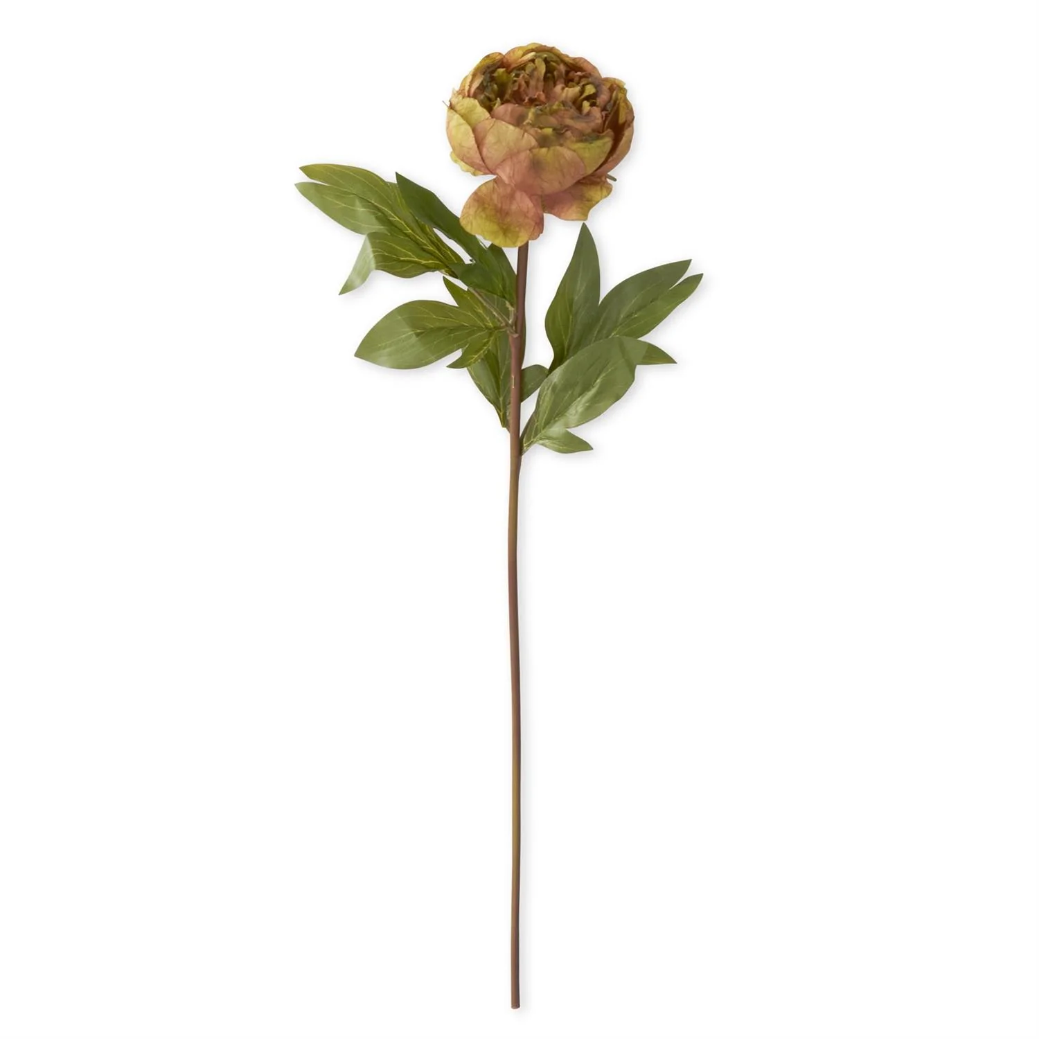 Faux Dried Peony Stem - Image 9