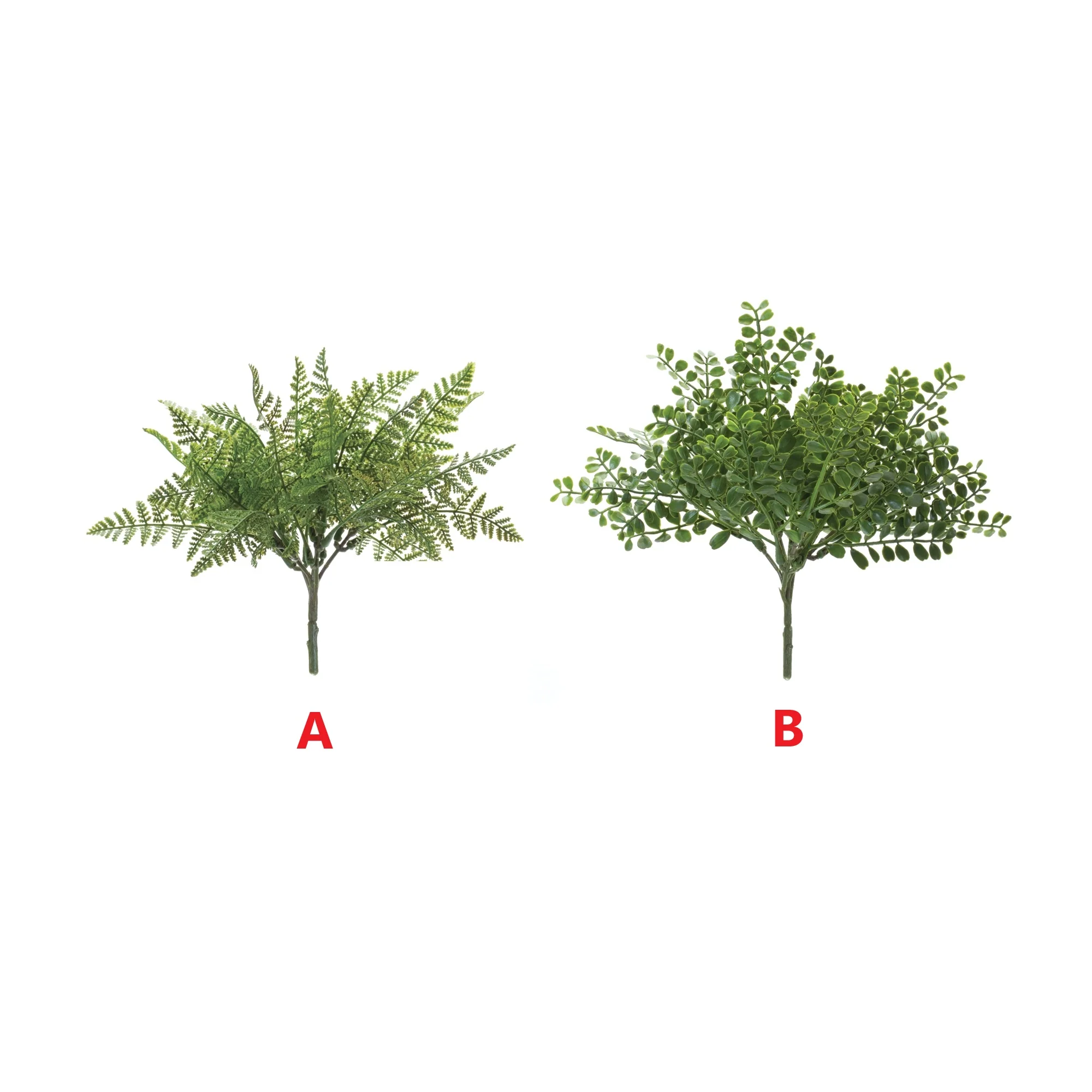 Fern Bush - Sold Individually