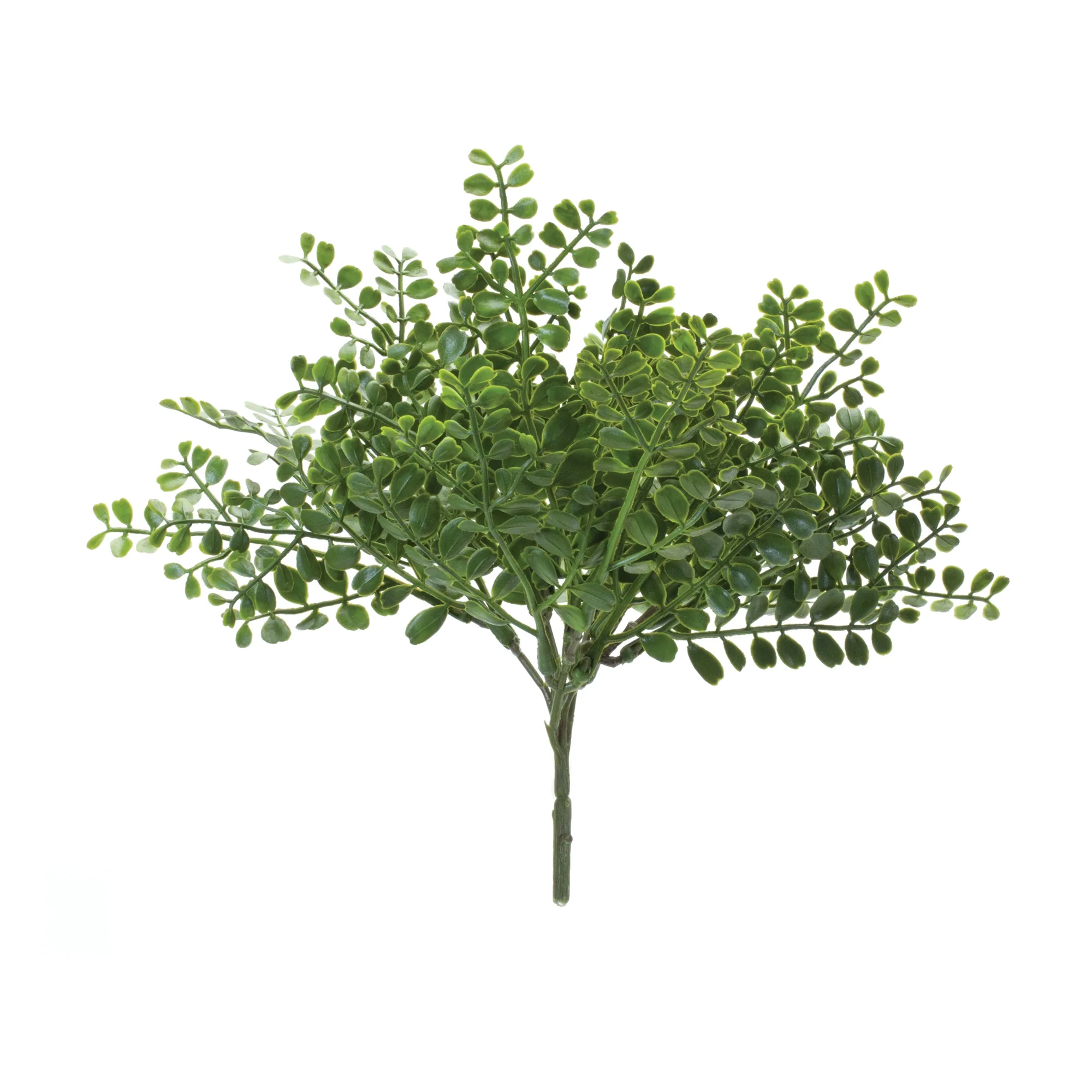 Fern Bush - Sold Individually - Image 3