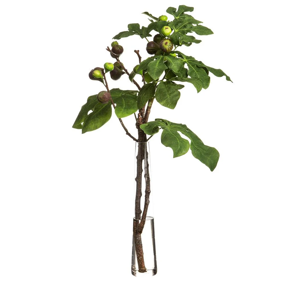 Fig Branches In Glass Vase Green Burgundy