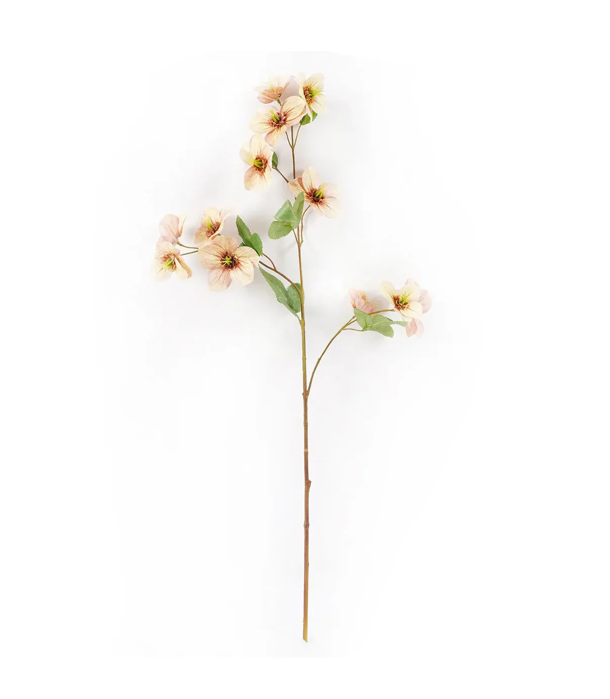 Hellebore Coral