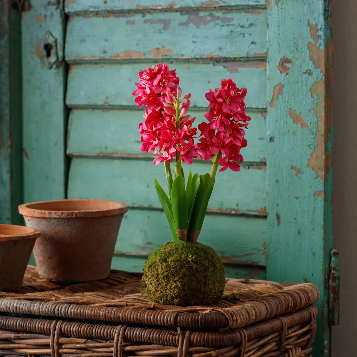 Hyacinth In Moss Ball - Image 3