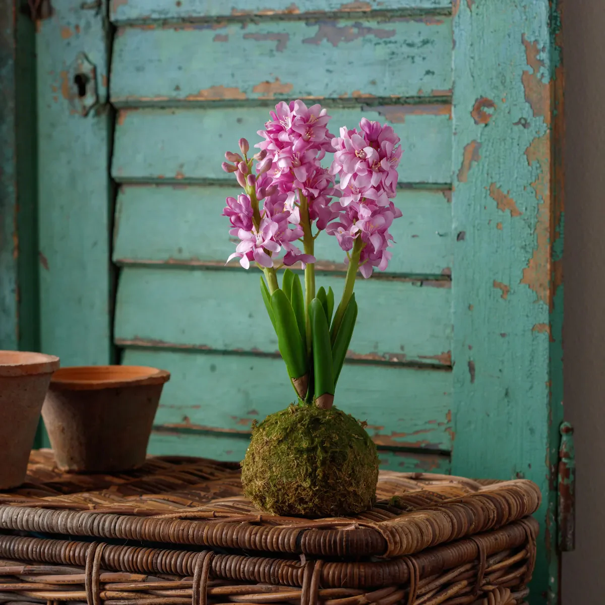 Hyacinth In Moss Ball - Image 4