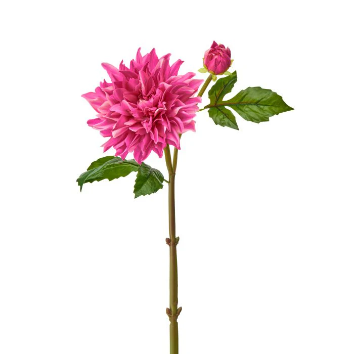 Just Cut Grand Dahlia + Bud 28” - Image 3