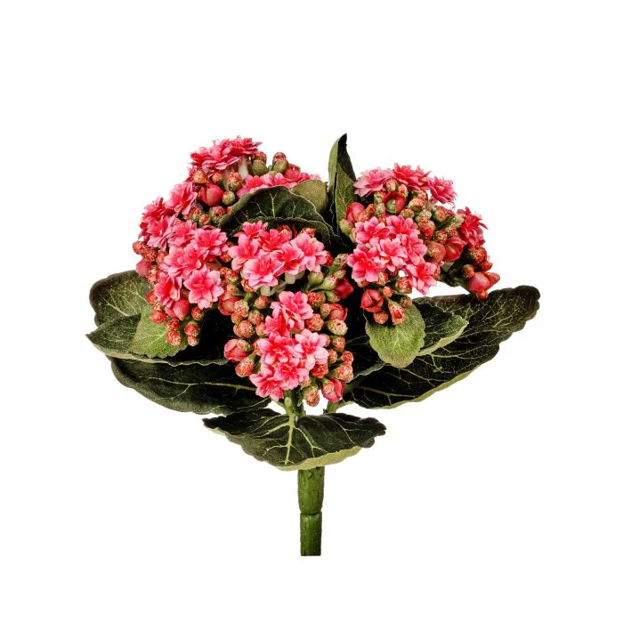 Kalanchoe Plant 9” - Image 3