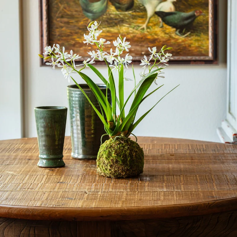 Mini Vanda Orchid in Moss Ball