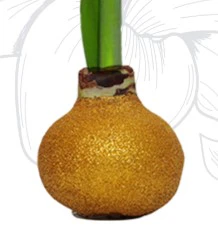 Red Lion Flower with Gold Glitter Wax Amaryllis Bulb - Image 2