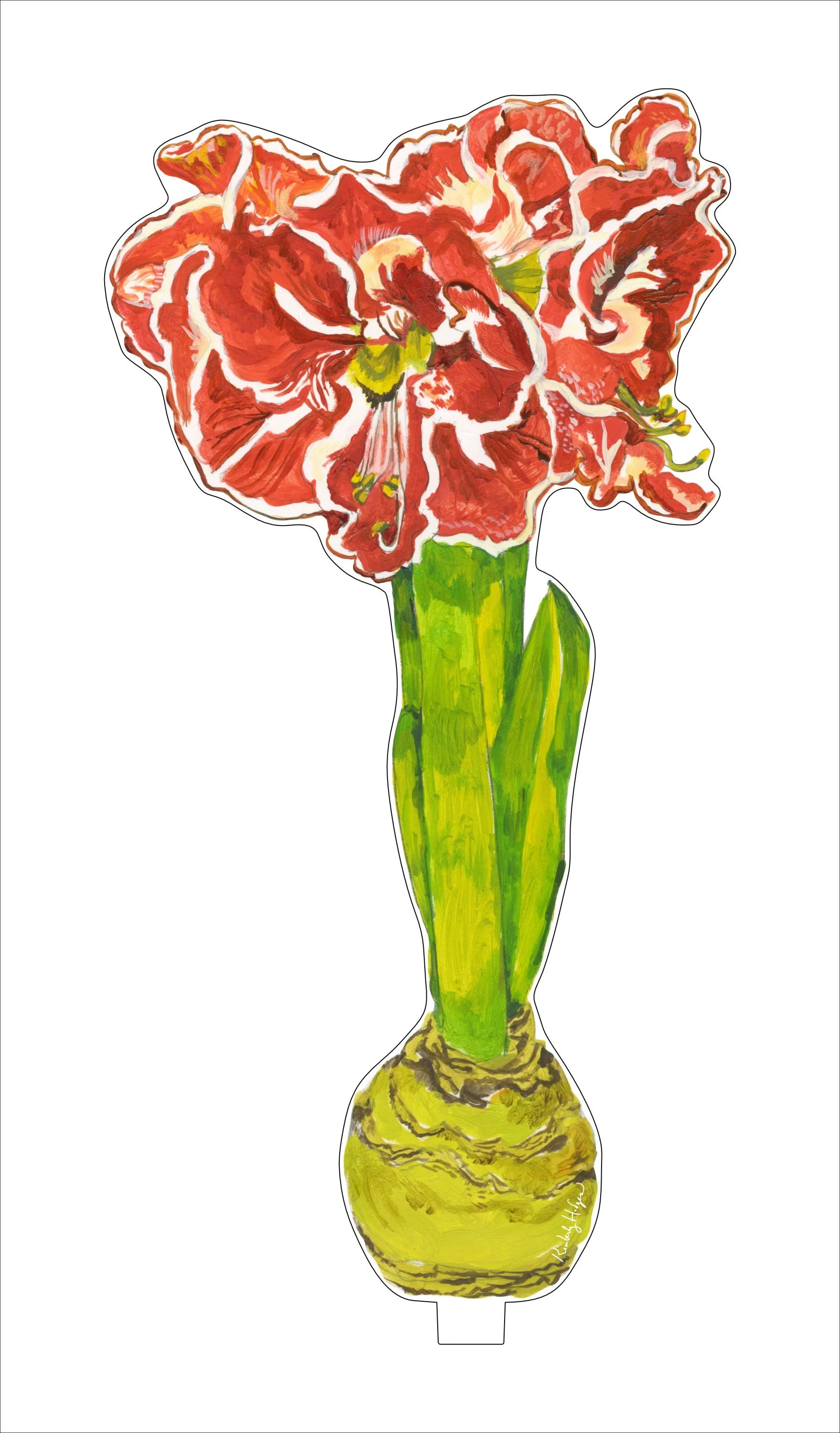 Ruffle Amaryllis Single Flower - Sold Individually - Image 2