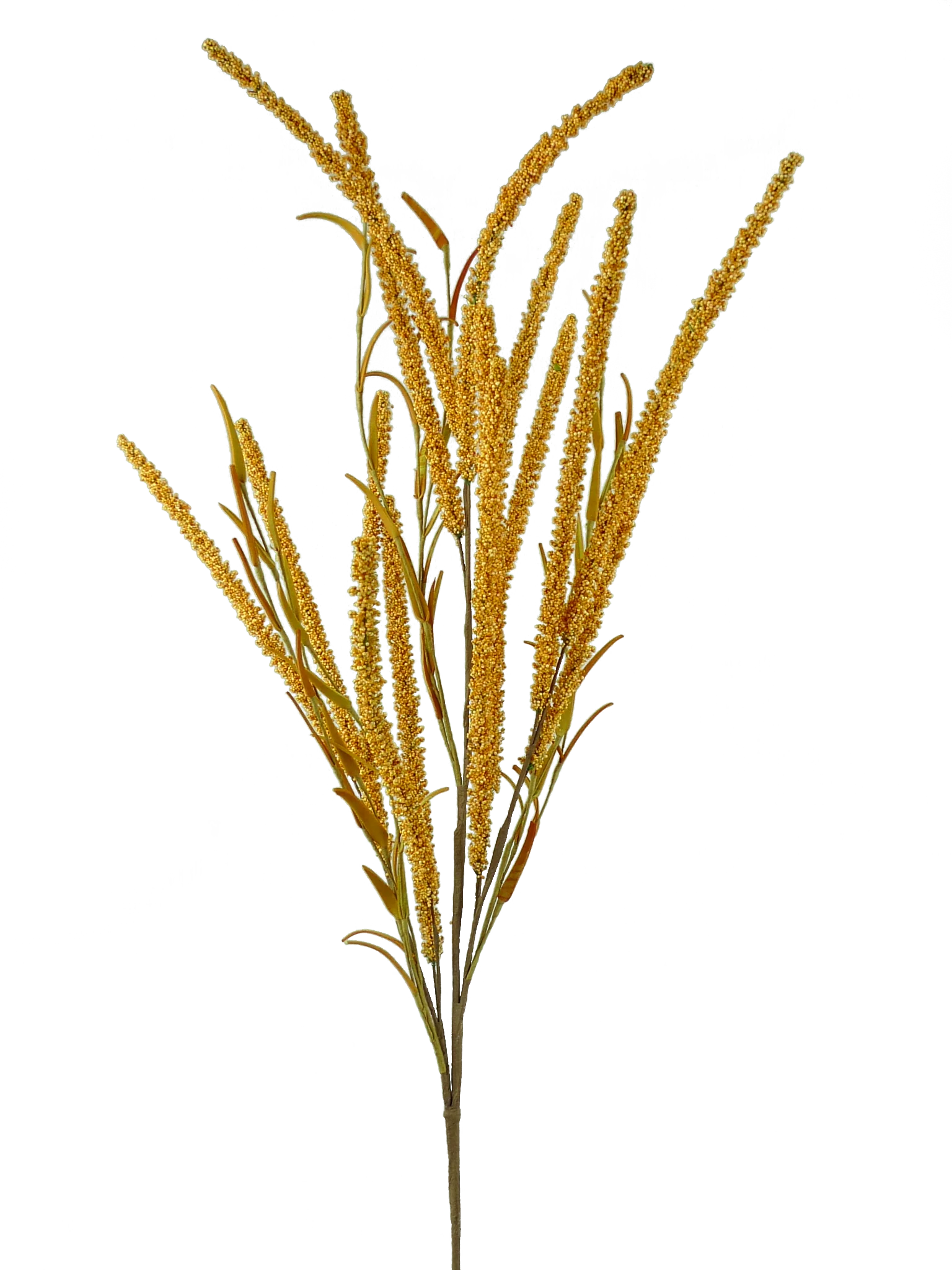 Setaria Spray - Image 3