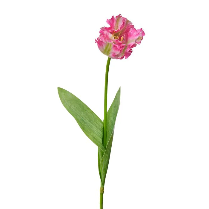 Soft Touch Parrot Tulip 28”