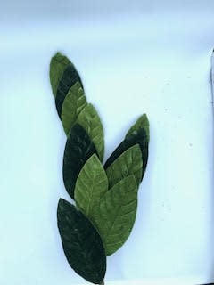 Velvet Magnolia Leaf Spray X 5 H25 (24/144/3.53)